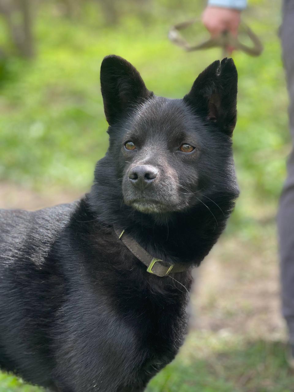 Chiens à adopter
